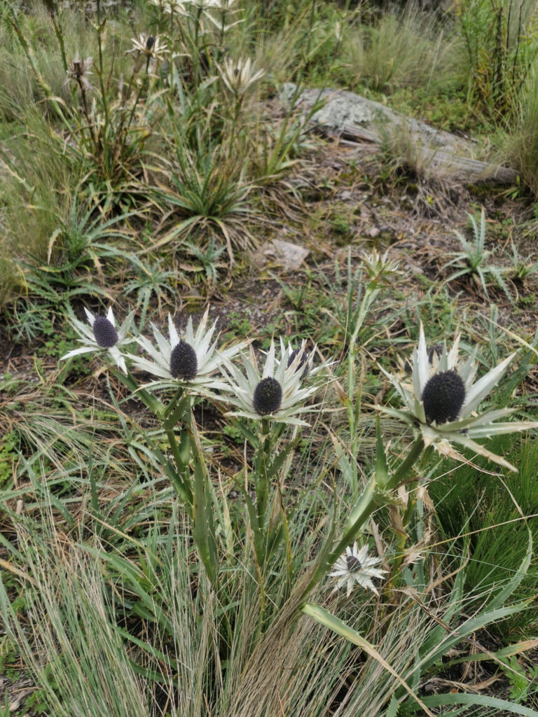 Rosa de Volcán