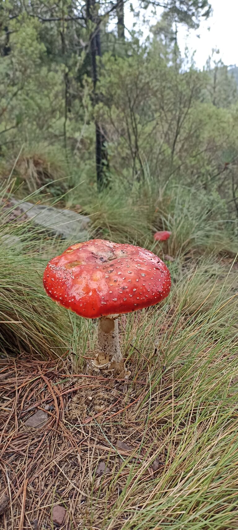 isaber2000 ajusco