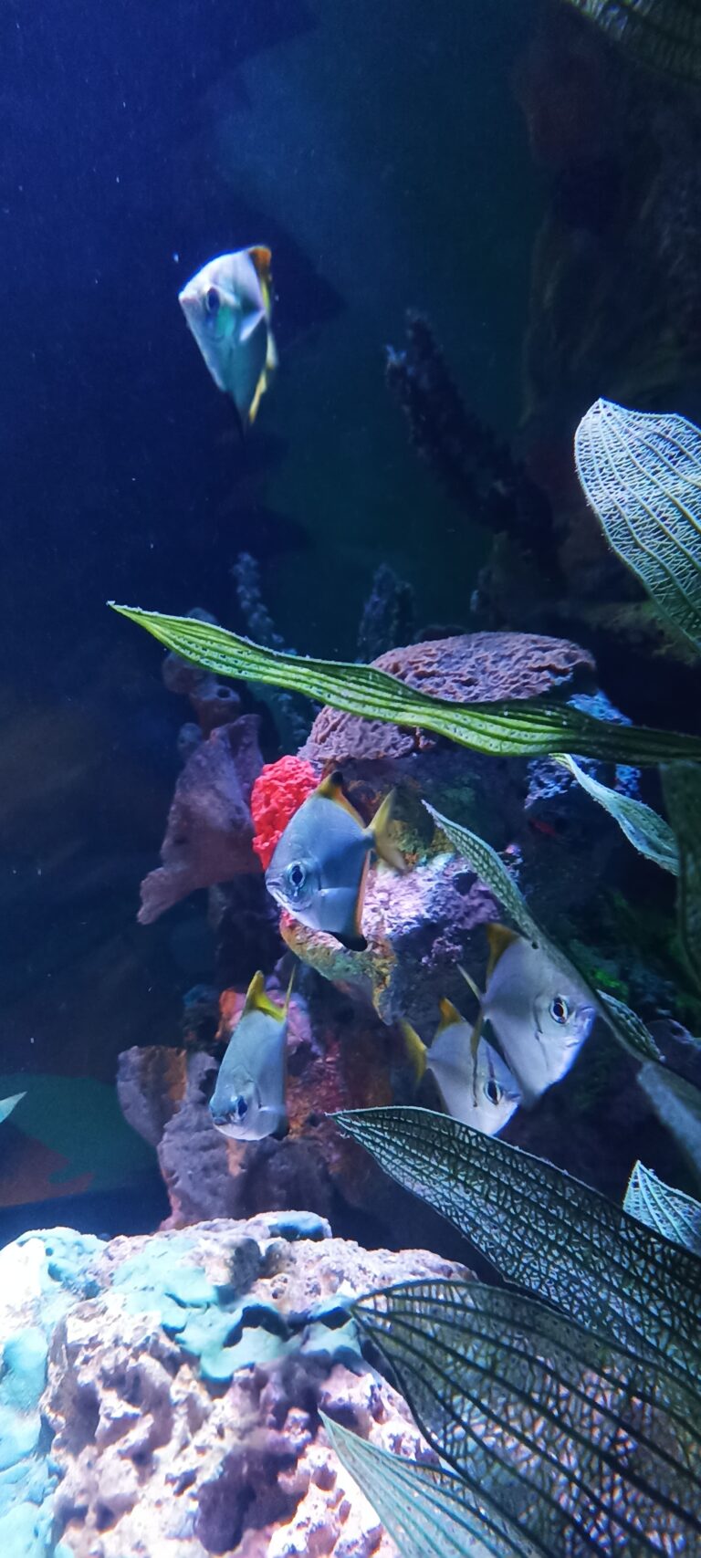 Acuario Inbursa