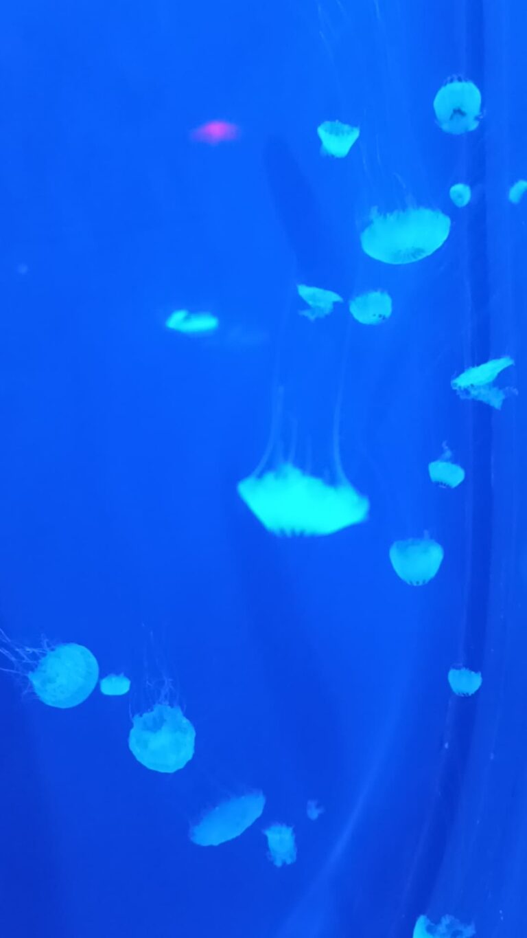 Medusas