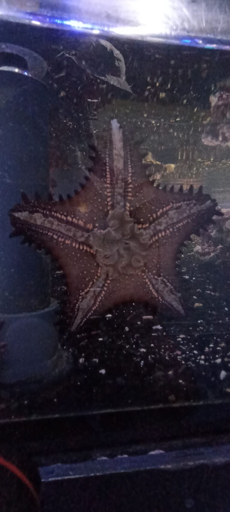 Estrella de mar